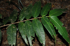 Memecylon subcordatum